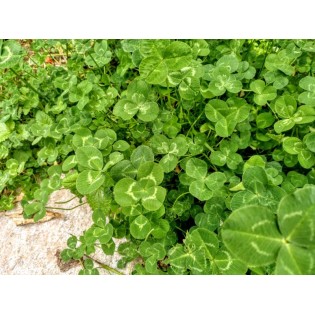Llavor Trebol blanc HUIA Dalmau 1Kg