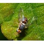 Feromona de mosca olivo (Bractocera - Dacus oleae) 45 dias 1 ut