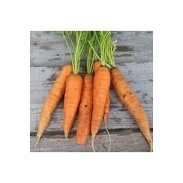CARROT seed from COLMAR red heart