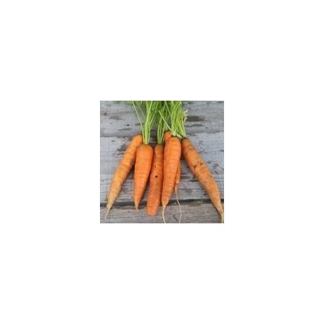 CARROT seed from COLMAR red heart