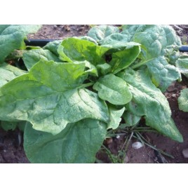 GIANT SPINACH seed