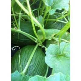TENDRAL MELON seed