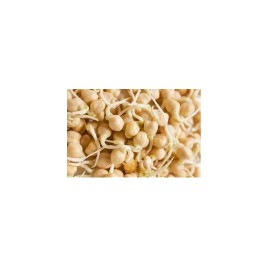 MOLLERIC CHEESE seed