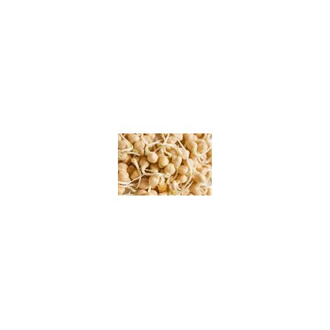 MOLLERIC CHEESE seed