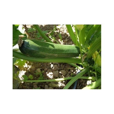 COUNTRY ZUCCHINI seed