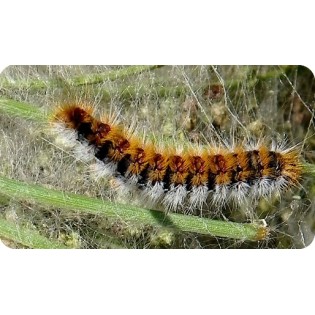 Phéromone pour la processionnaire du pin 1 ut.