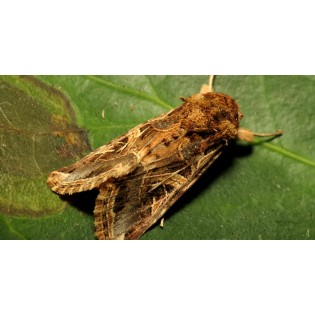Feromona Spodoptera exigua - Cuc verd 1 ut
