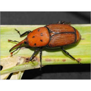 Lot de deux phéromones pour charançon rouge du palmier (Rhynchophorus ferrugineus)