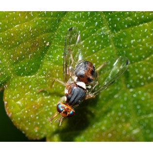 Feromona per al control de la mosca olivera (Dacus oleae) 1 ut