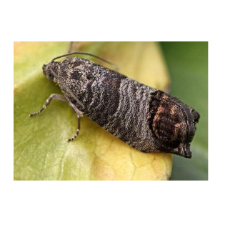 Feromona de la carpocapsa (Cydia Pomonella) 1 ut