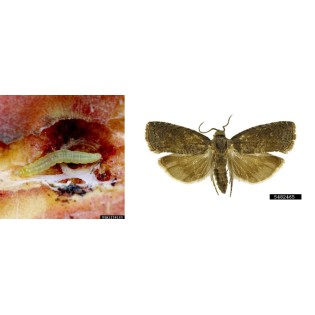 Feromona Grapholita molesta 1 ut
