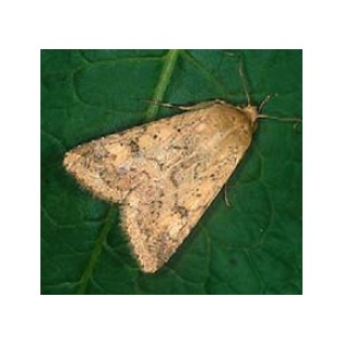 Phéromone Helicoverpa (Heliothis) armigera 1 ut
