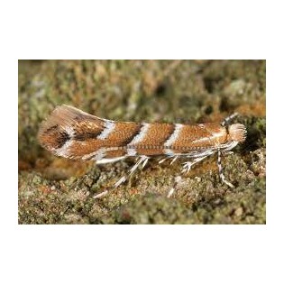 Feromona Cameraria ohridella (Minador Castaño de Indias) 1 ut