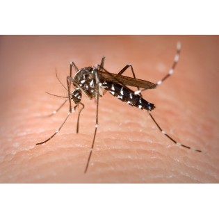 Atrayente mosquito tigre para trampa de suelo