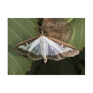 Feromona Cydalima Persepctalis - Plaga del boj 1ut