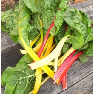 Graine de BLEDA DES COULEURS