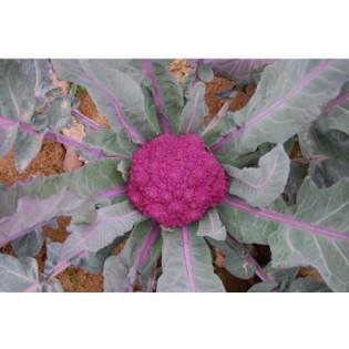 Graine de SAINT TERESA OU BROCOLI BLEU