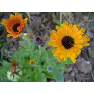 Graine de CALENDULA