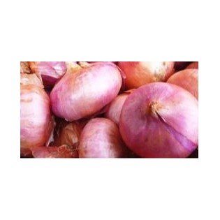 Semilla CEBOLLA DE VILADESENS