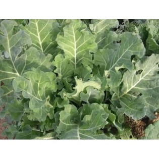 Graine de TRINCHAT FROID