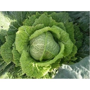 Semilla COL PIEL DE GALÁPETO