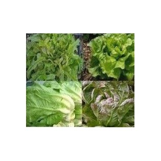 Semilla Lechugas variadas