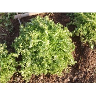 CHEVEUX D'ANGE Scarole graine