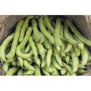 Llavor FAVA del PAÍS
