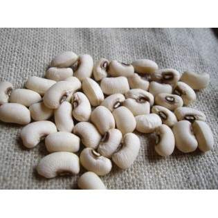 Graine de haricot RED EYE à buisson bas