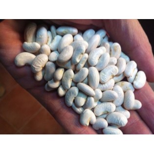 Semilla JUDIA GANXET de mata baja