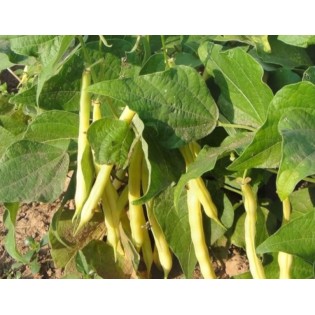 Semilla JUDÍA AMARILLA de mata baja