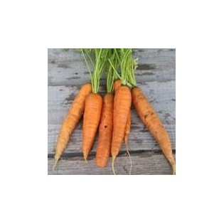 CAROTTE graine de COLMAR coeur rouge