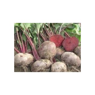 GRAINES DE BETTERAVES ÉGYPTIENNES