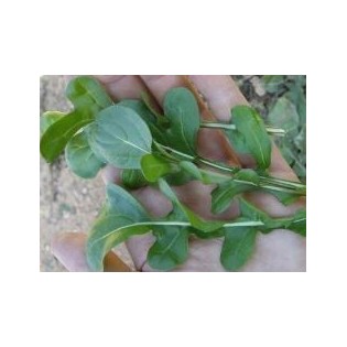 RUCA ou graine de roquette