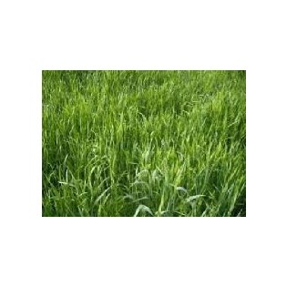 Semence ENGRAIS VERT