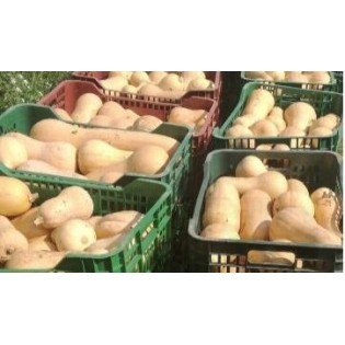 Graine de CITROUILLE VIOLON ARACHIDES