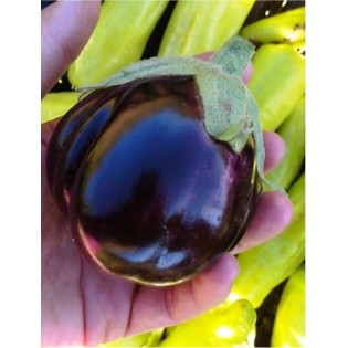 Semilla BERENJENA REDONDA