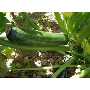Semilla CALABACÍN DEL PAÍS