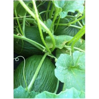 Graine de MELON TENDRAL