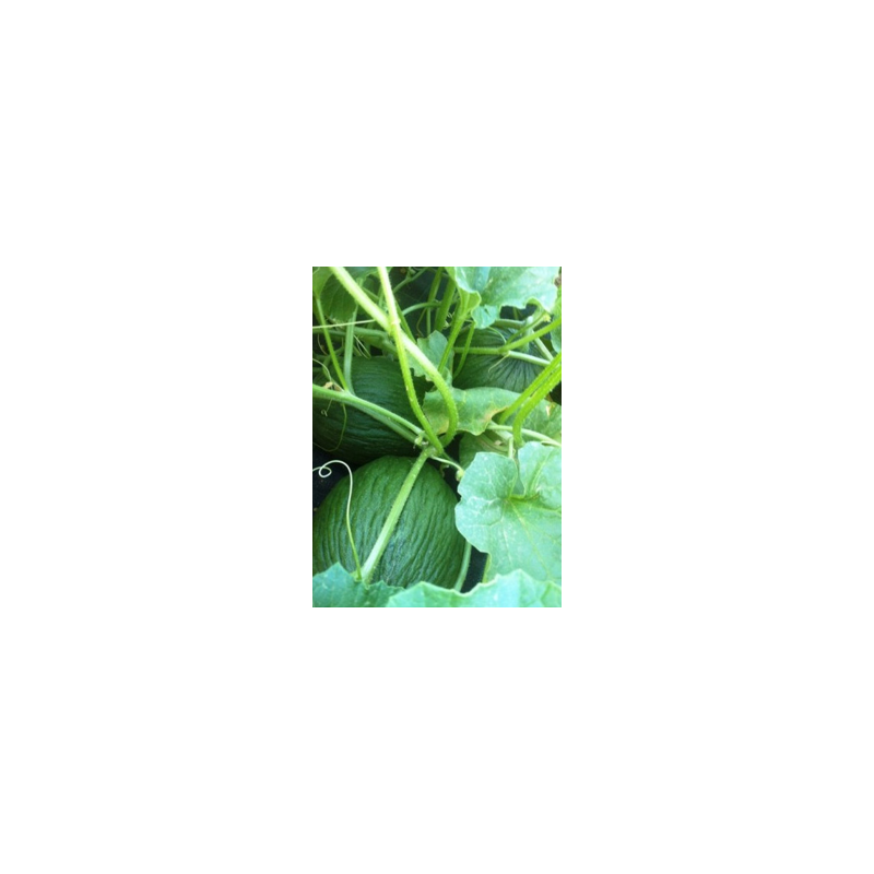 Contact fungicide Massó 50 SC 20 ml Contact fungicide Massó 50 SC 20 ml