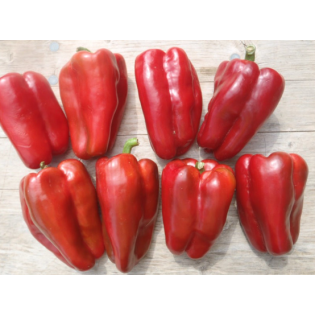 Llavor Pebrot 4 morros