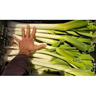 Puis POIREAU DE L'ÉTERNEL