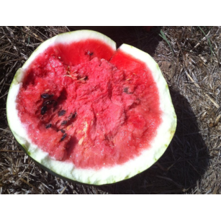 Graine de pastèque DORDAL