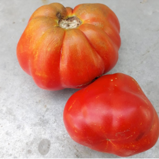 Semilla TOMATE DE LA PERA ROJO