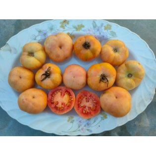 Graine de tomate suspendue PENJAR XATU