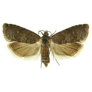 Phéromone Cydia funebrana (Grapholite) - Mouche du prunier 1 ut