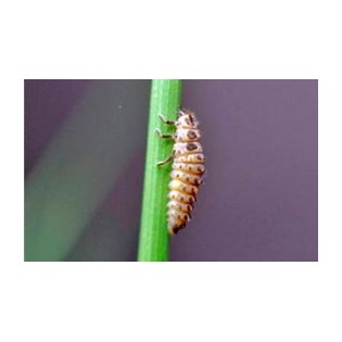 Une faune utile Adalia bipunctata