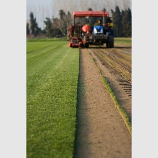 RESEWN MONTGRÍ GRASS SOFTS